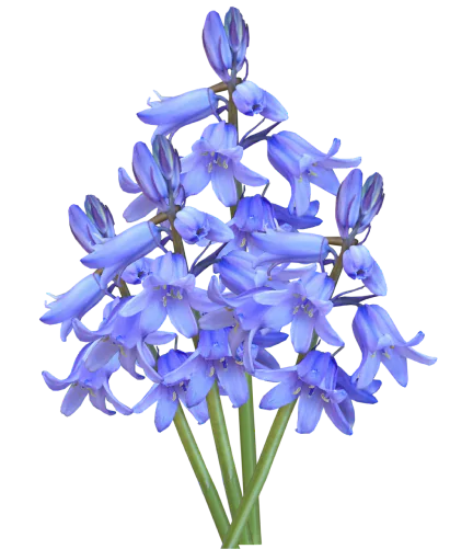 bluebell