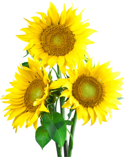 Sunflower Class